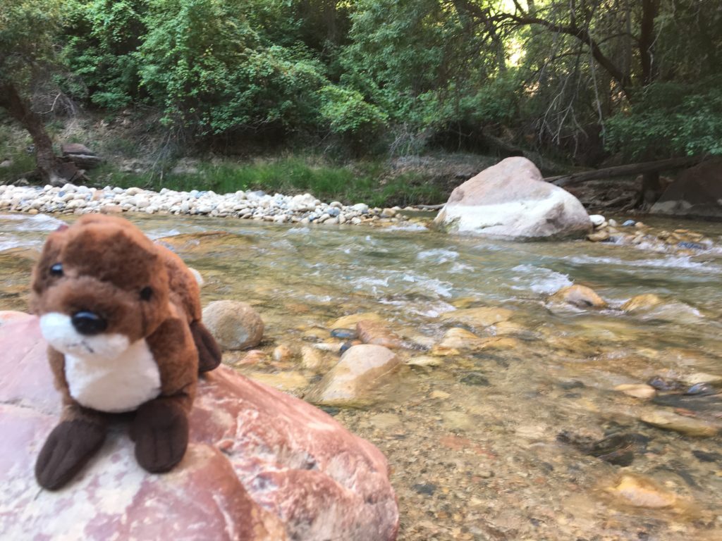 ollie the otter at zion